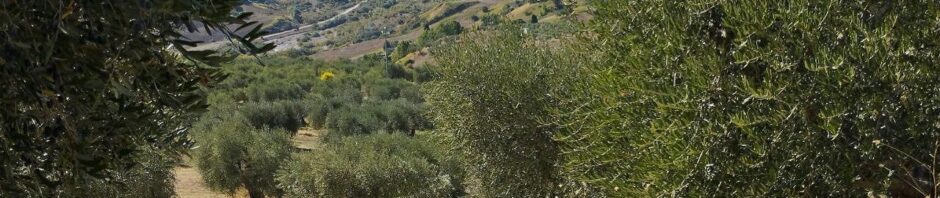 Raccolta Olive 2023