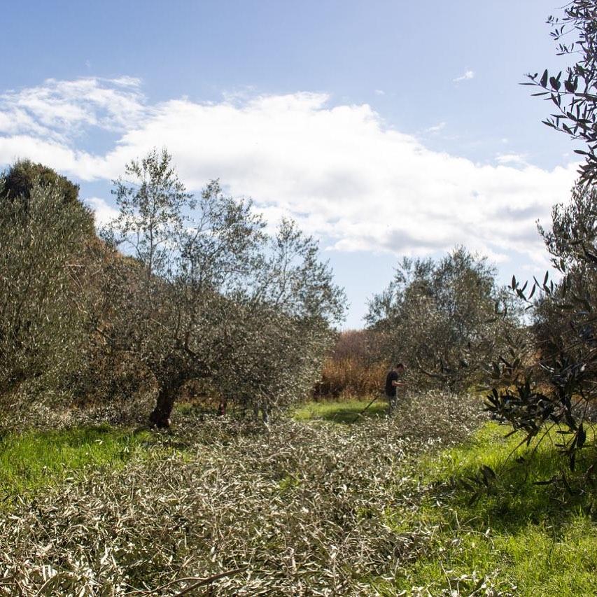 Progetto oliveti – potatura e cura